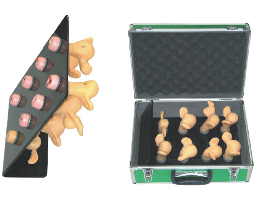 子宮宮頸病變模型KAS-ZG(8件)?