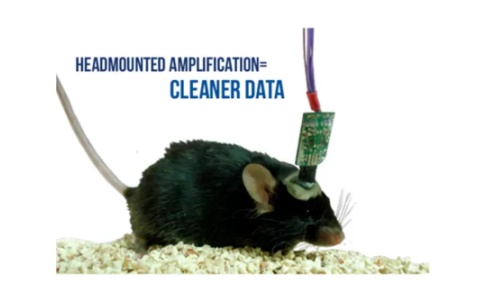 Pinnacle小動物腦電記錄儀